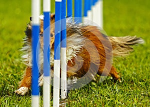 Dog Agility Weave Eyes